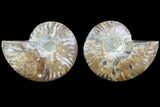 Cut & Polished Ammonite Fossil - Agatized #82321-1